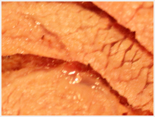 Agneau de Lait