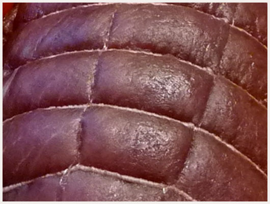 Autruche Roti