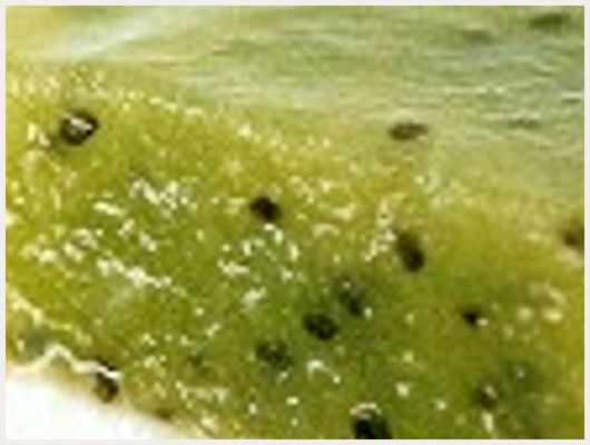 Bavarois Kiwi