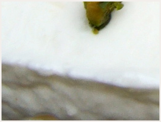 Bavarois Pistache