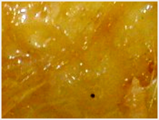 Beignet Turque