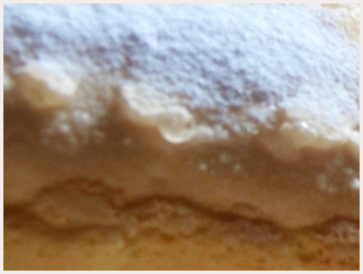 Biscuit Cuillère