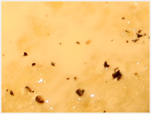 Biscuit Hollandais