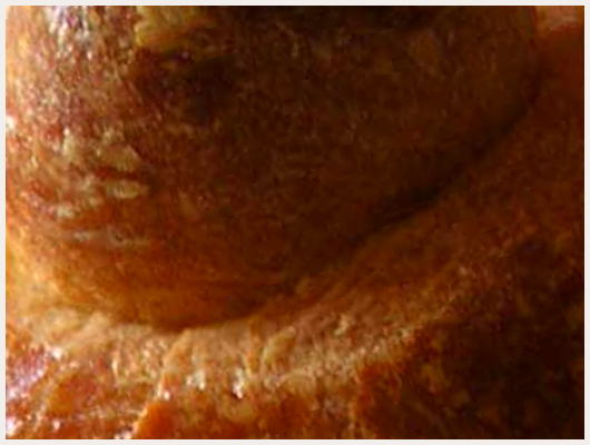Brioche Parisienne
