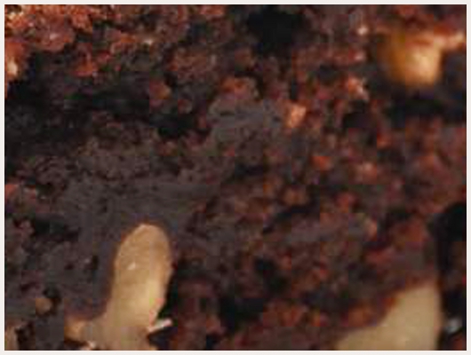 Brownies au chocolat