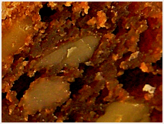 Brownies au Noix