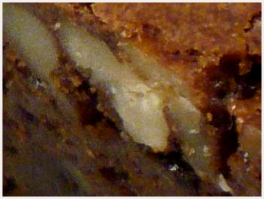 Brownies aux noix