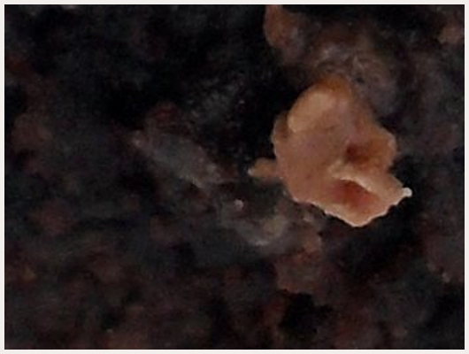 Brownies Tout Chocolat