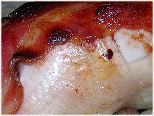 Caille au Lard