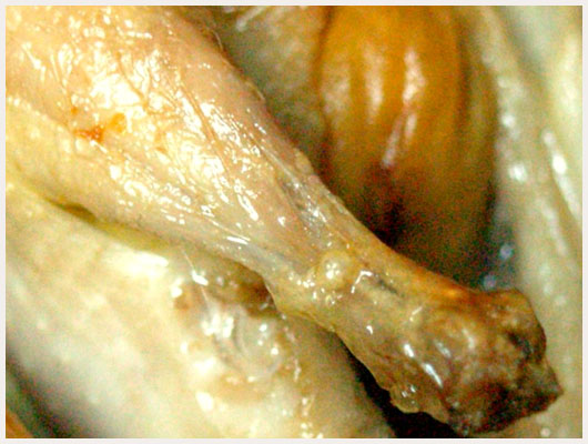 Caille Farcie aux Abricots