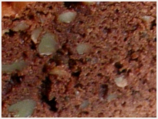 Cake Noix