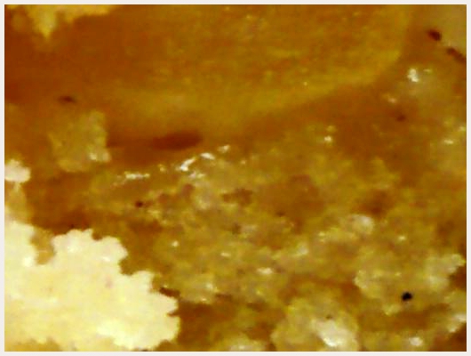 Cake Pomme Cannelle