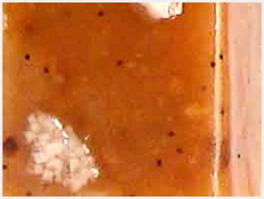 Caramel Fleur de Sel