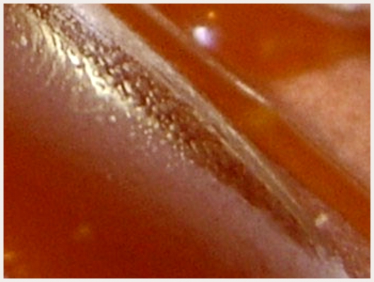 Caramel Micro Onde