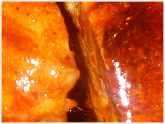 Carré de Porc au Miel et aux Pommes