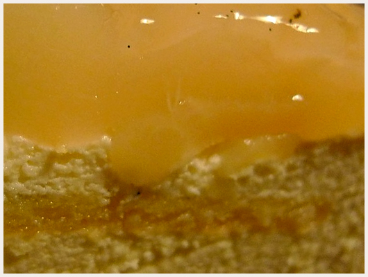 Charlotte aux Poires Mascarpone