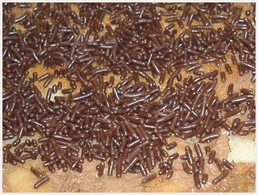 Charlotte aux Trois Chocolats
