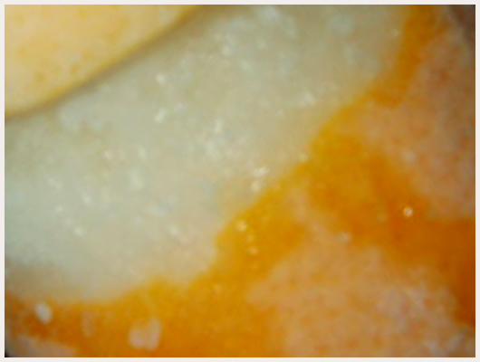 Citron Givré sans Sorbetière