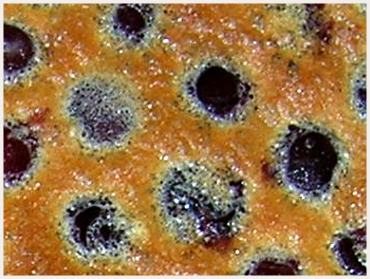 Clafoutis aux Cerises Lger