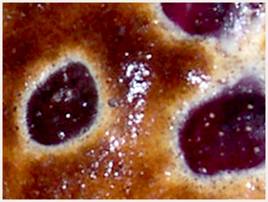 Clafoutis de Cerises