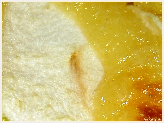 Clafoutis Lger