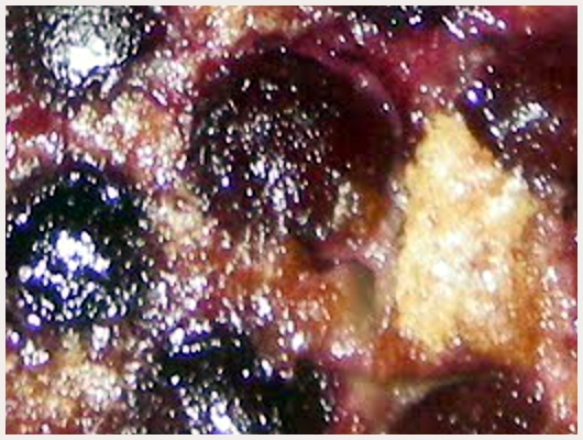 Clafoutis Light