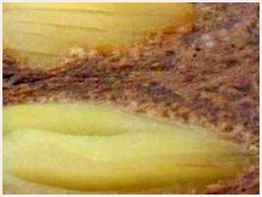 Clafoutis Poire Chocolat