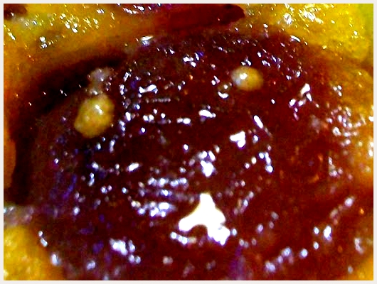 Clafoutis Raisin