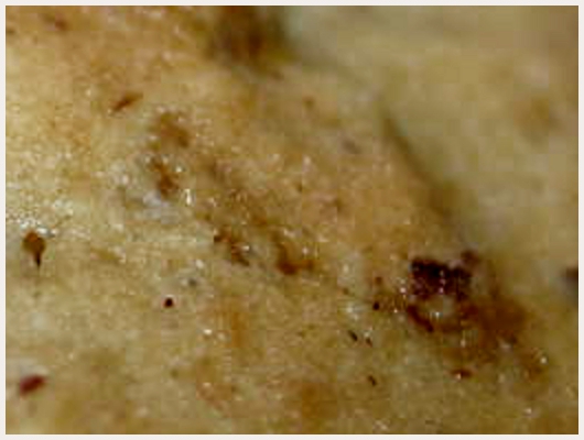 Cookies Weight Watchers