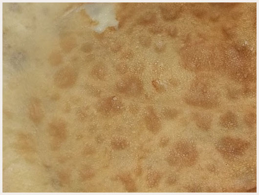 Crêpe Epaisse