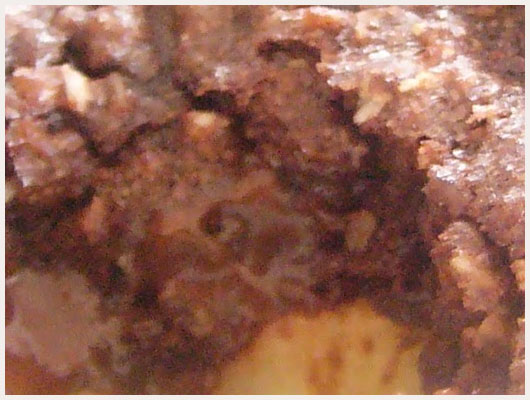Crumble Banane Chocolat