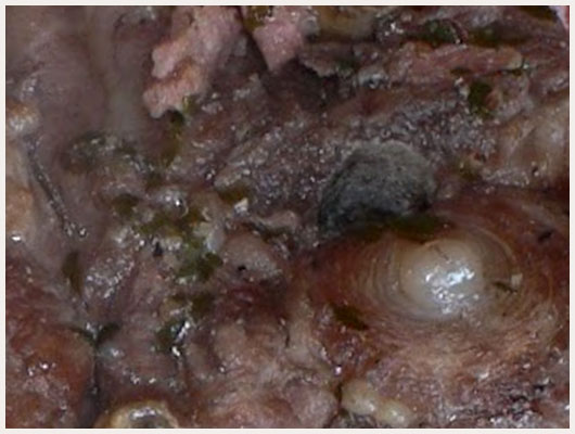 Epaule d'Agneau sans Os