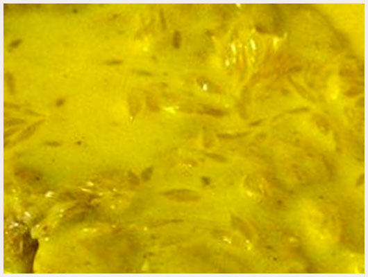 Escalope de Veau au Curry