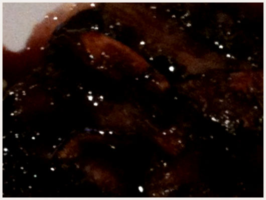 Filet de Biche aux Figues