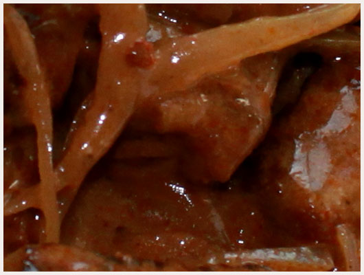 Filet de Boeuf aux Oignons