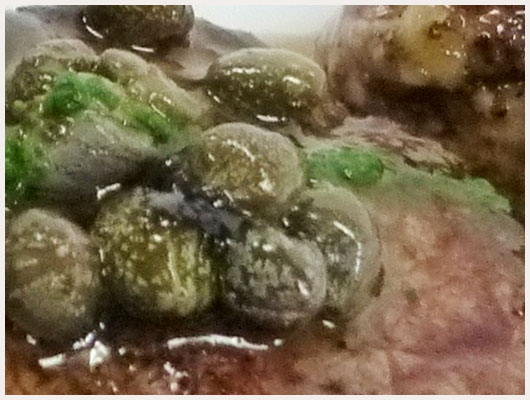 Foie de Veau aux Cpres