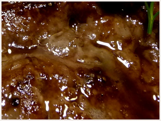 Foie de Veau Balsamique