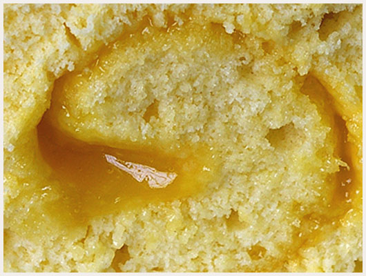 Gateau roulé au citron