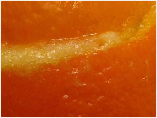 Orange Givrée Thermomix