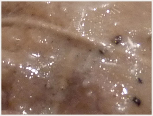 Paupiette de Veau au Cidre