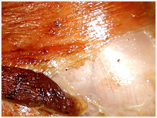 Souris d'Agneau Rapide