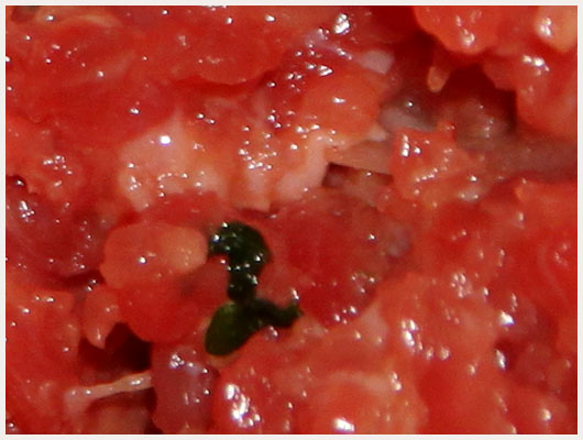 Steak Tartare de Boeuf Citron