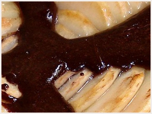 Tarte au chocolat poire