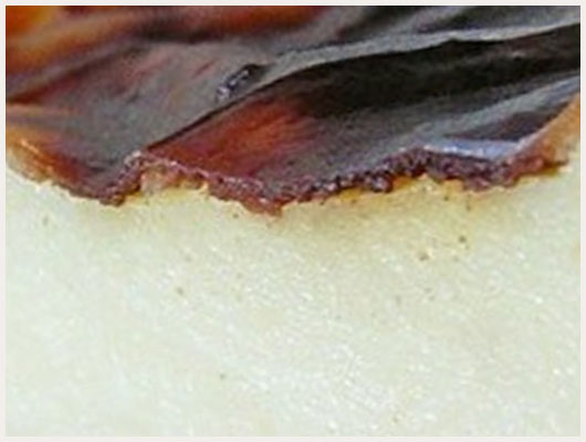 Tarte au Flan Vanille