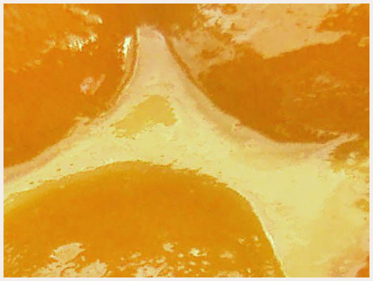 Tarte aux abricots en boite