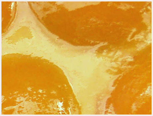 Tarte aux abricots
