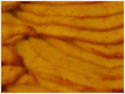 Tarte aux poires facon tatin