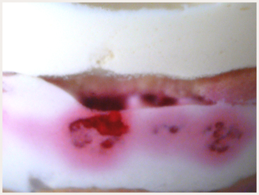 Tiramisu aux Fruits