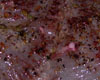 Autruche en Sauce