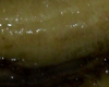 Banane Bien Mûre